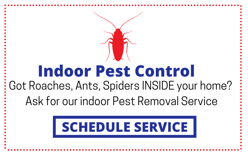 Pest Inspection Services in Atlanta | MyPestFree.com